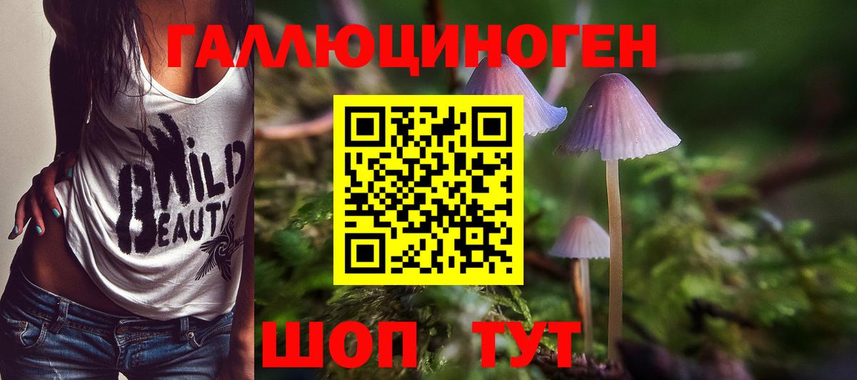 Галлюциногенные грибы Psilocybine cubensis Дубна